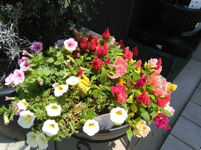 IMG_20200720_114901.jpg