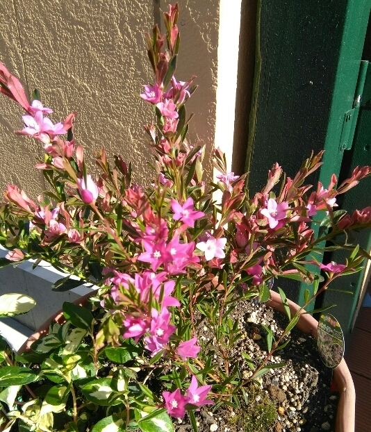 IMG_20201207_111228.jpg