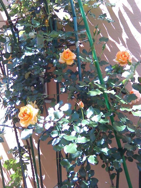 IMG_20240503_132251.jpg