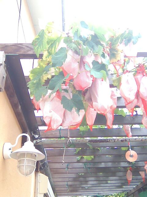 IMG_20240808_093701.jpg